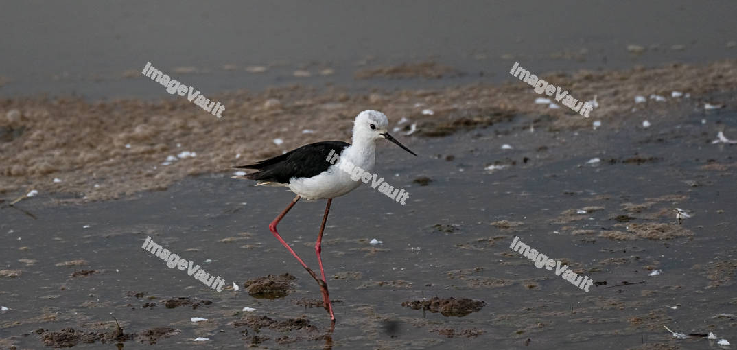 Black-Winged Stilt